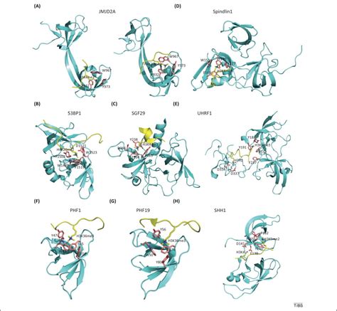 Tudor: a versatile family of histone methylation ‘readers’